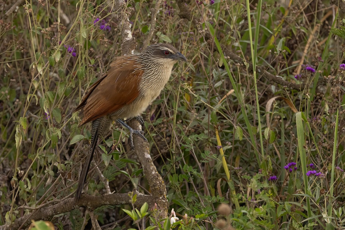 White-browed Coucal - ML623881388