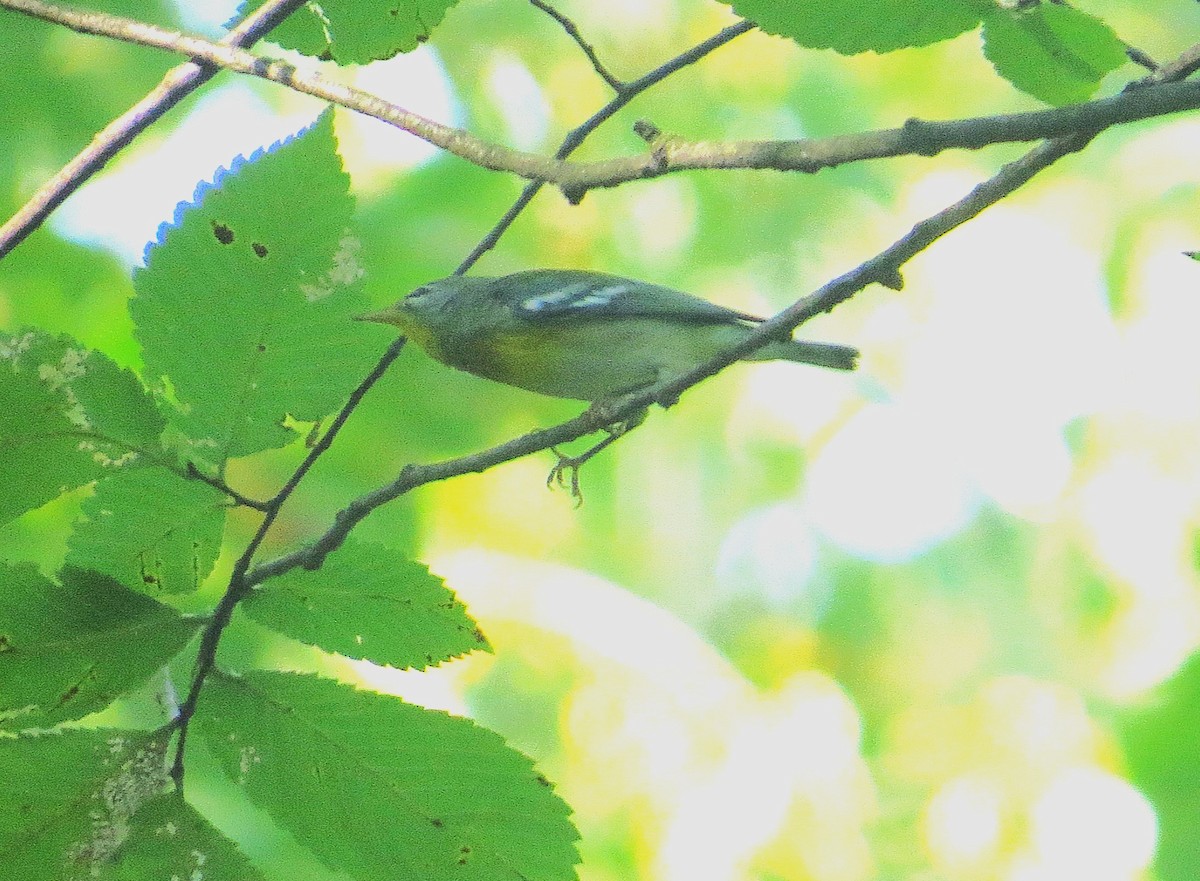 Northern Parula - ML623881391