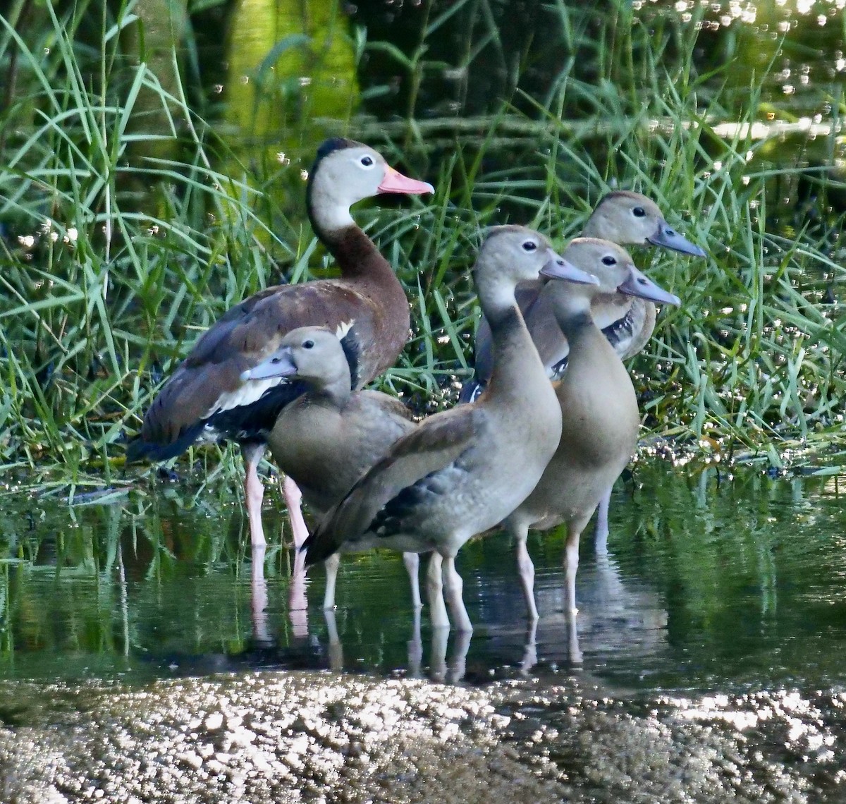 Black-bellied Whistling-Duck - ML623881400