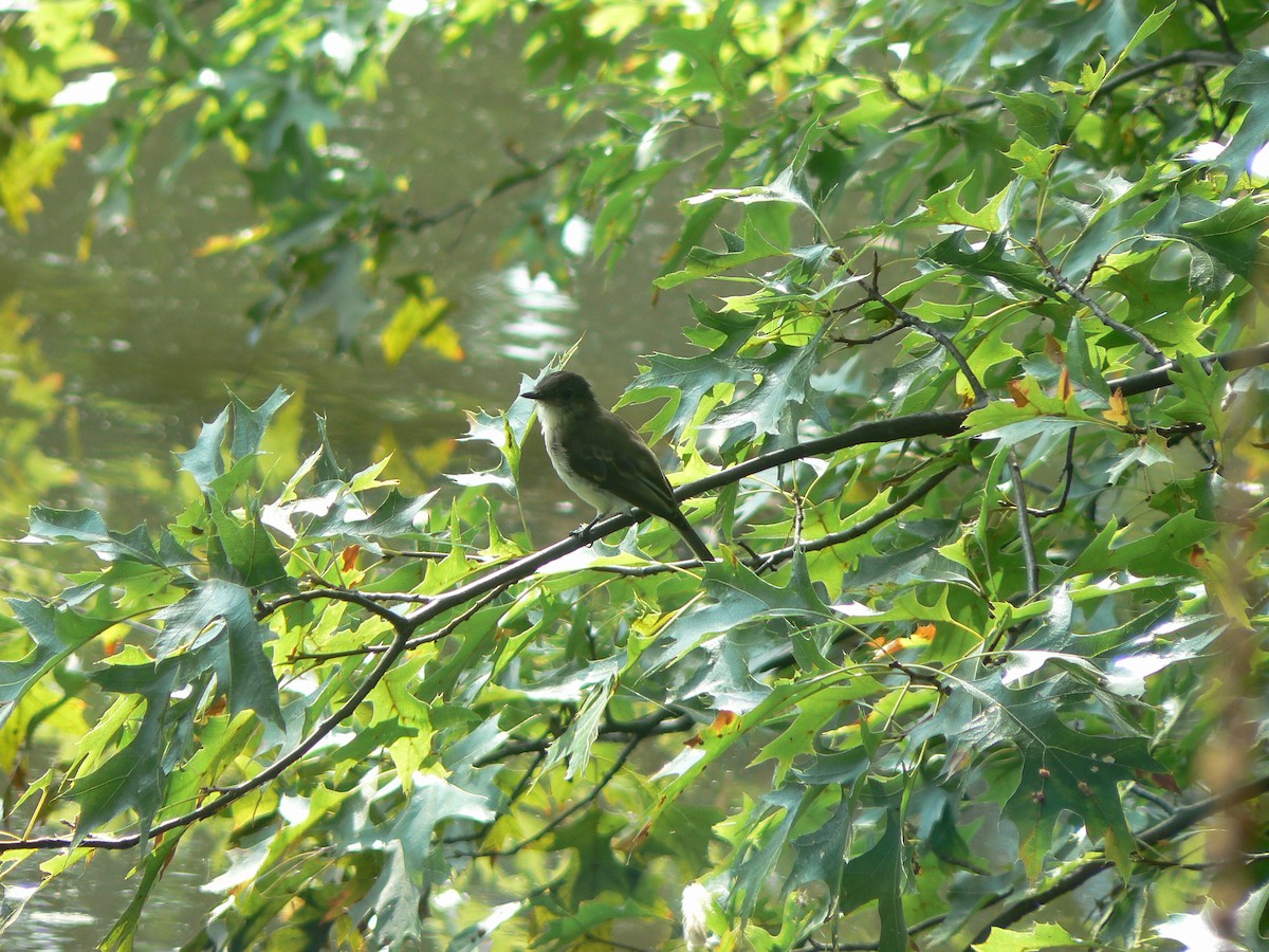 Eastern Phoebe - ML623881407