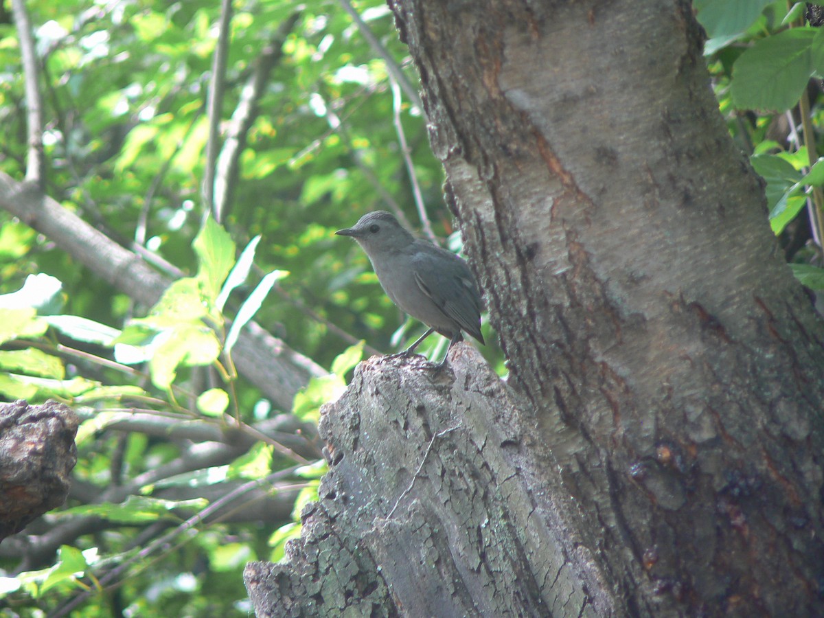 Gray Catbird - ML623881446