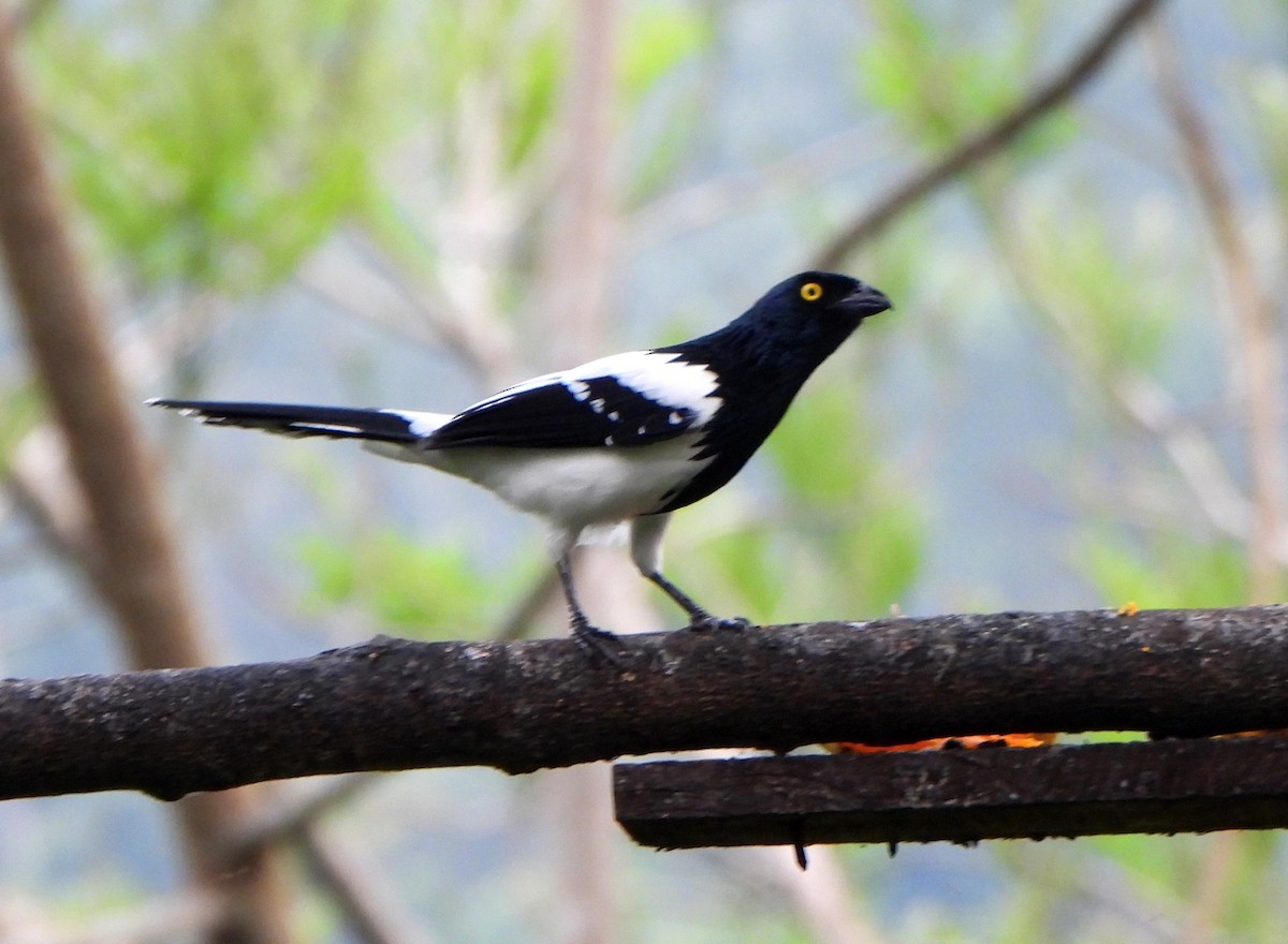 Magpie Tanager - ML623881448