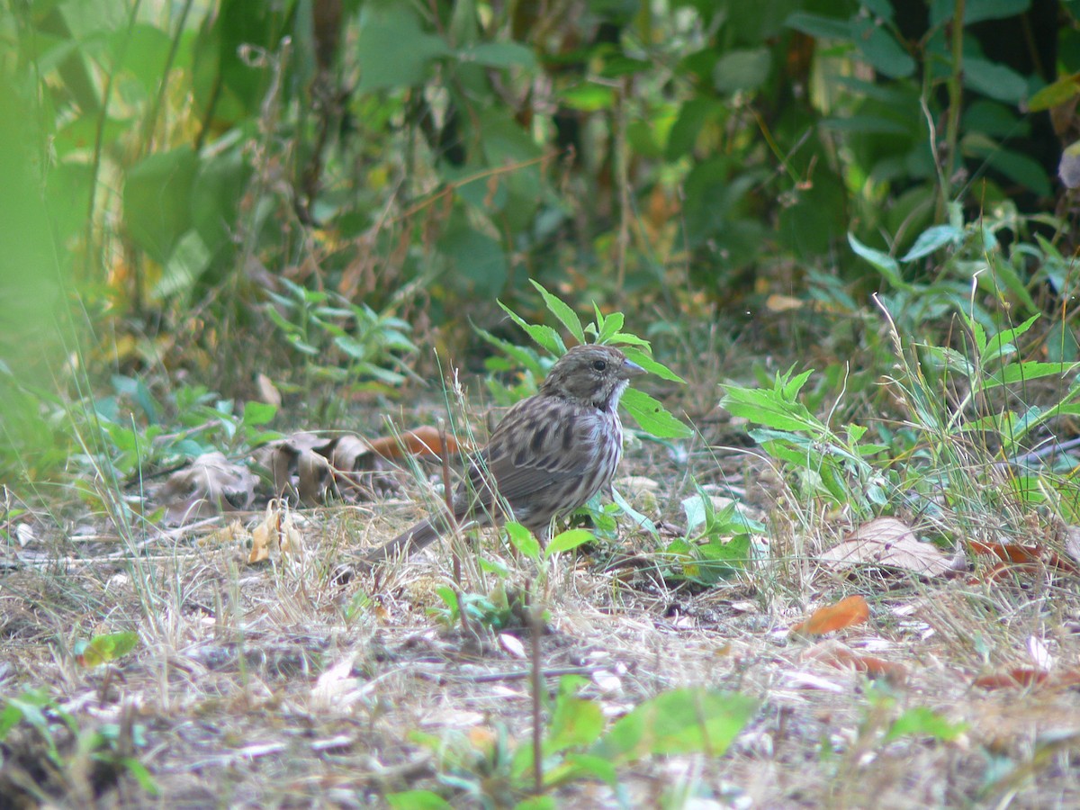 Song Sparrow - ML623881461