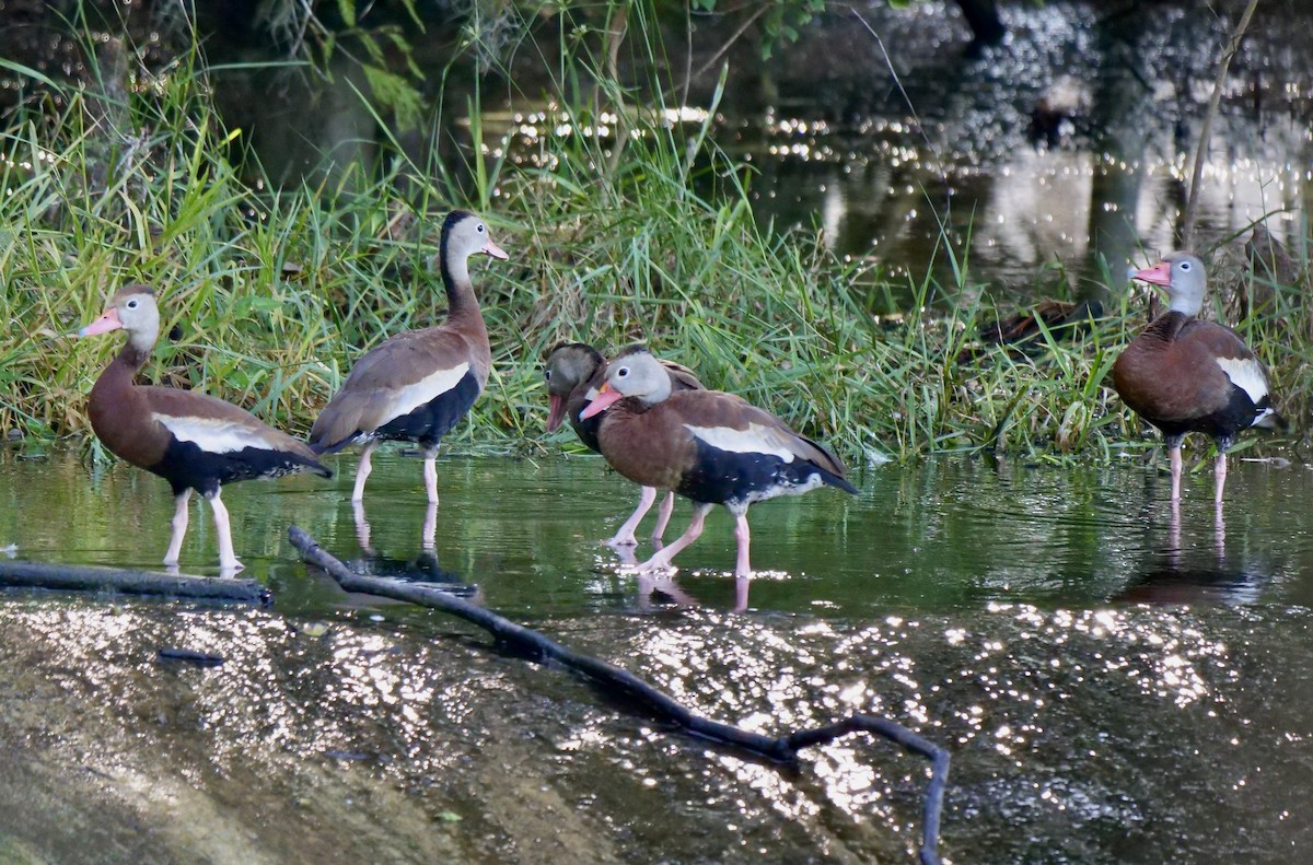 Black-bellied Whistling-Duck - ML623881467