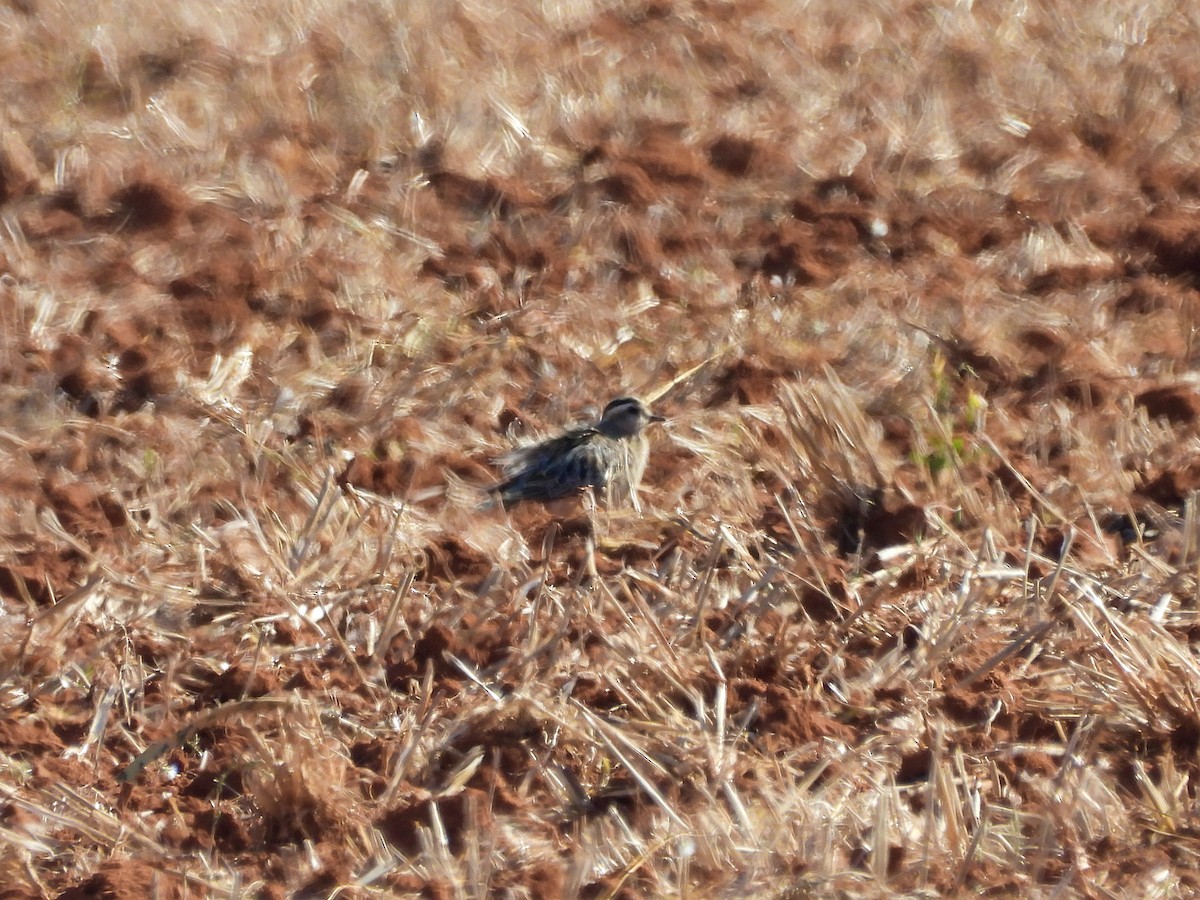 Eurasian Dotterel - Mario Alonso