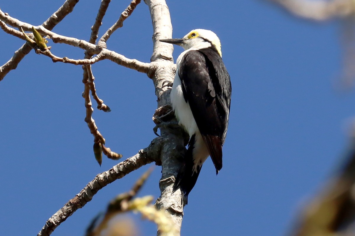 White Woodpecker - ML623881521