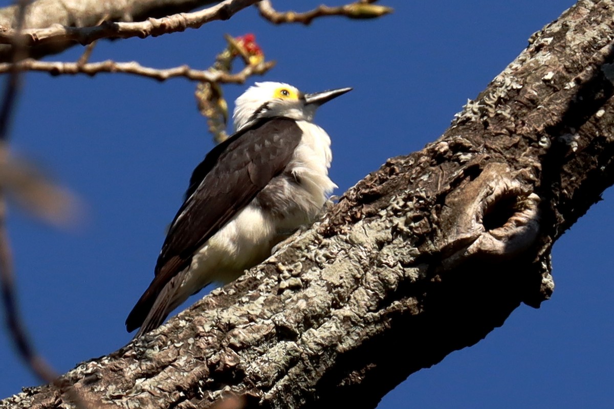 White Woodpecker - ML623881522