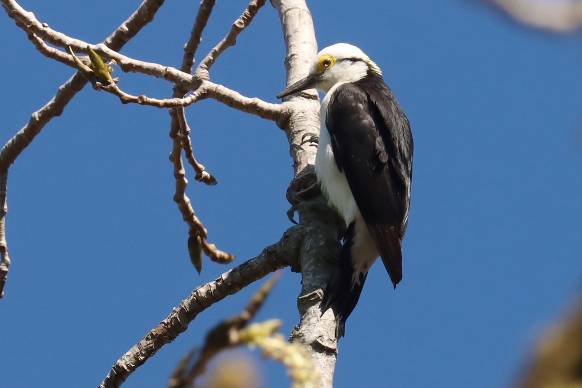 White Woodpecker - ML623881524