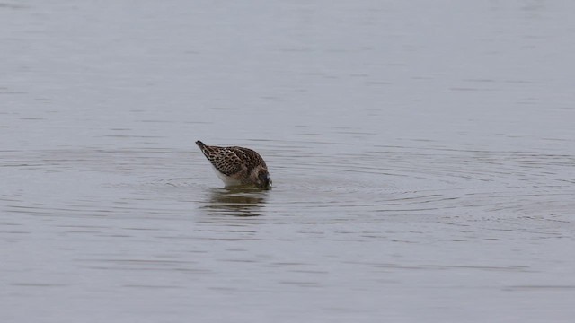 Pectoral Sandpiper - ML623881529