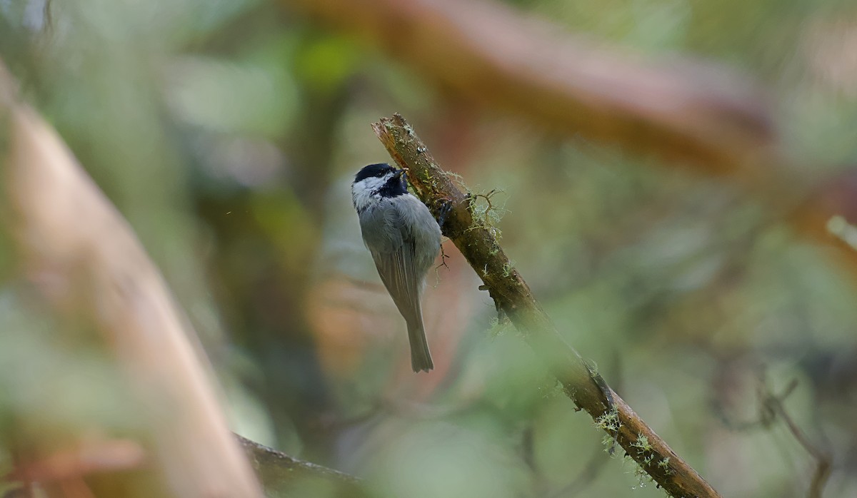 Mexican Chickadee - ML623881578