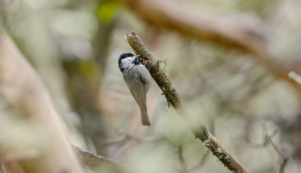 Mexican Chickadee - ML623881600