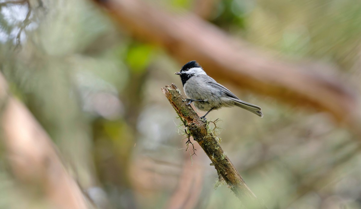 Mexican Chickadee - Rolando Tomas Pasos Pérez