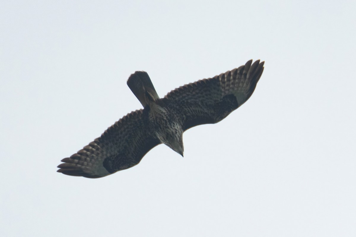 Buse variable (vulpinus/menetriesi) - ML623881630