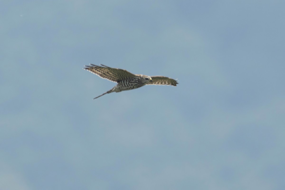 Levant Sparrowhawk - Alejandro Sanz