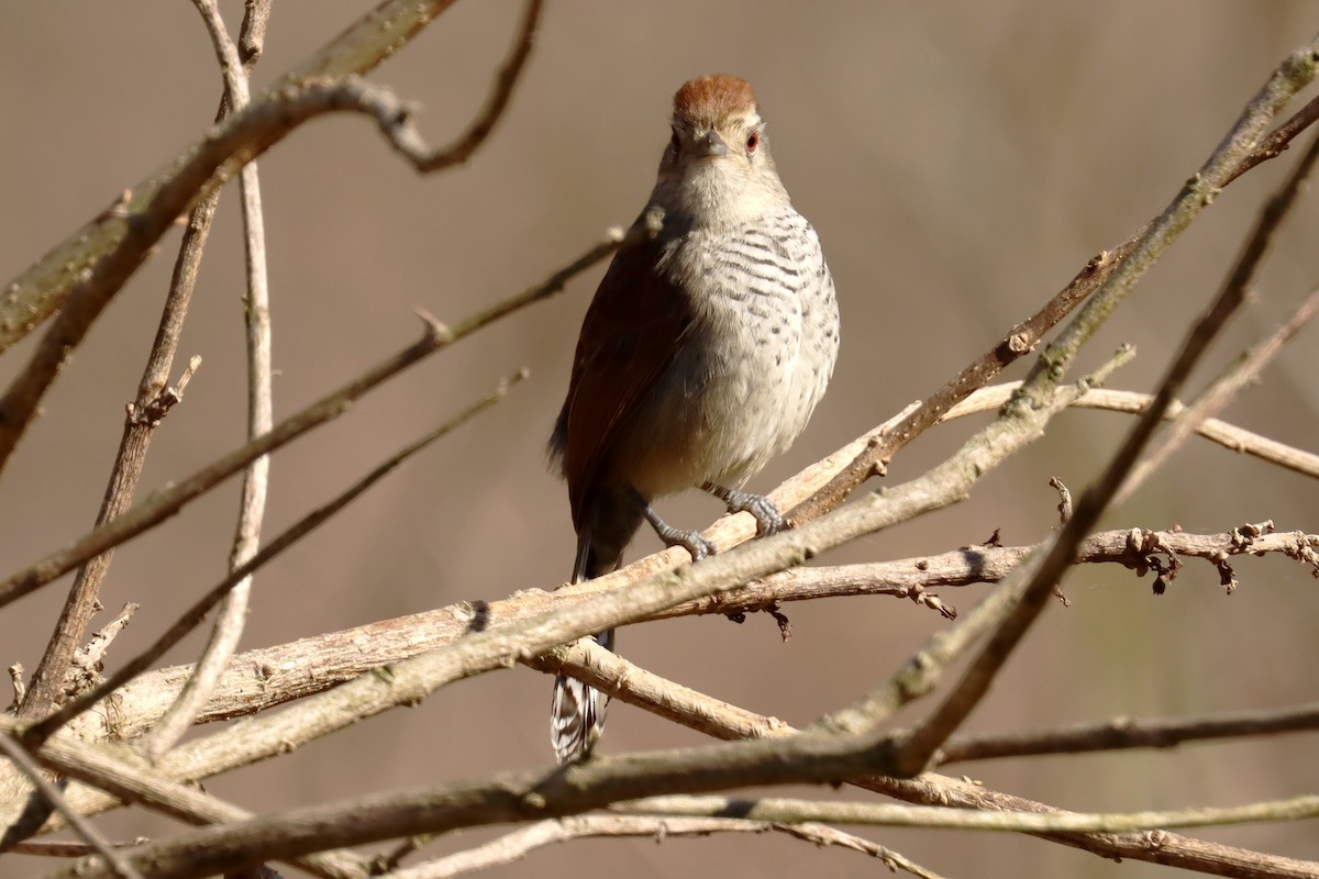 Rufous-capped Antshrike - ML623881661