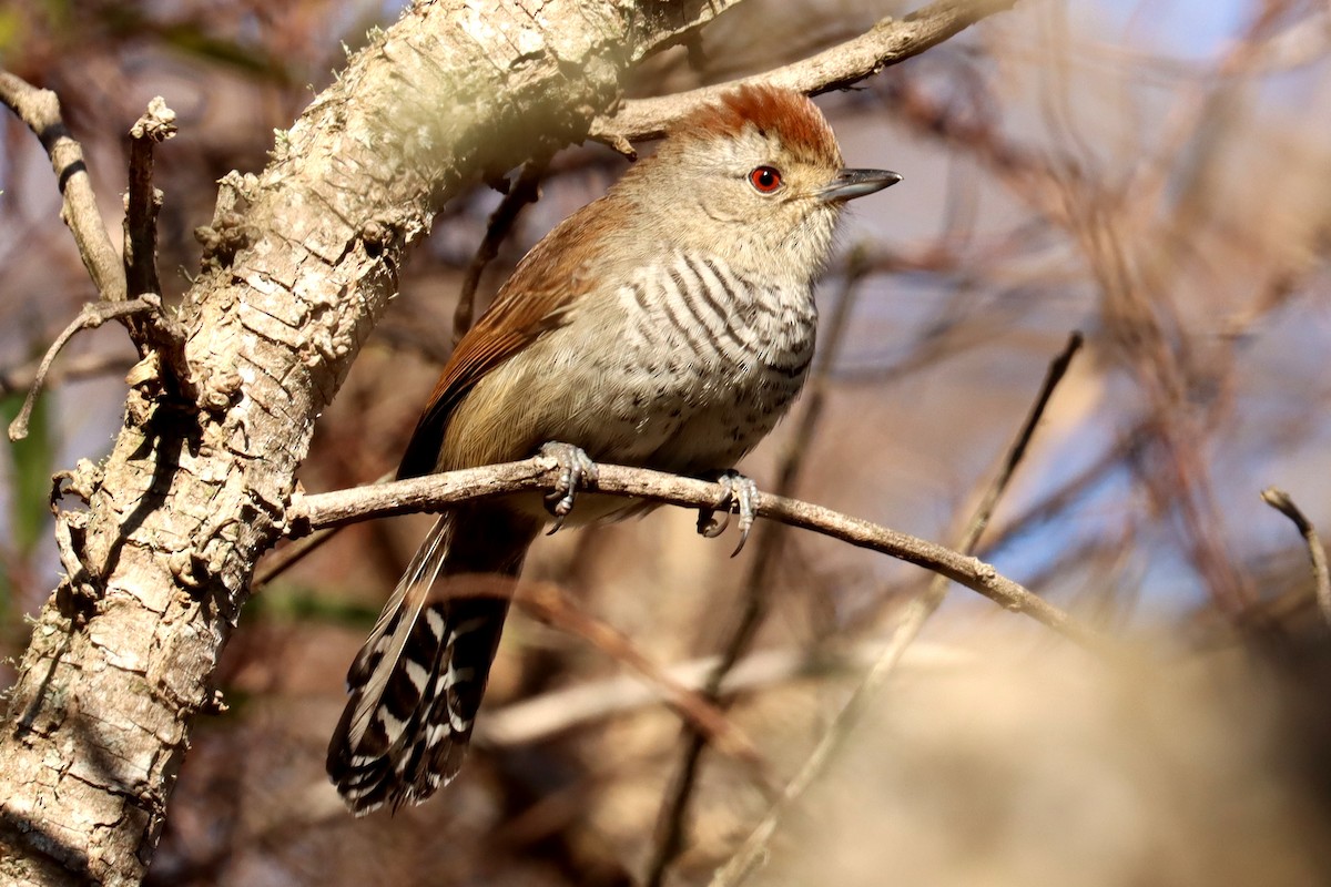 Rufous-capped Antshrike - ML623881662