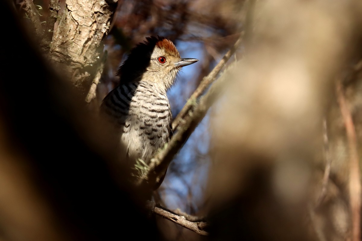 Rufous-capped Antshrike - ML623881663