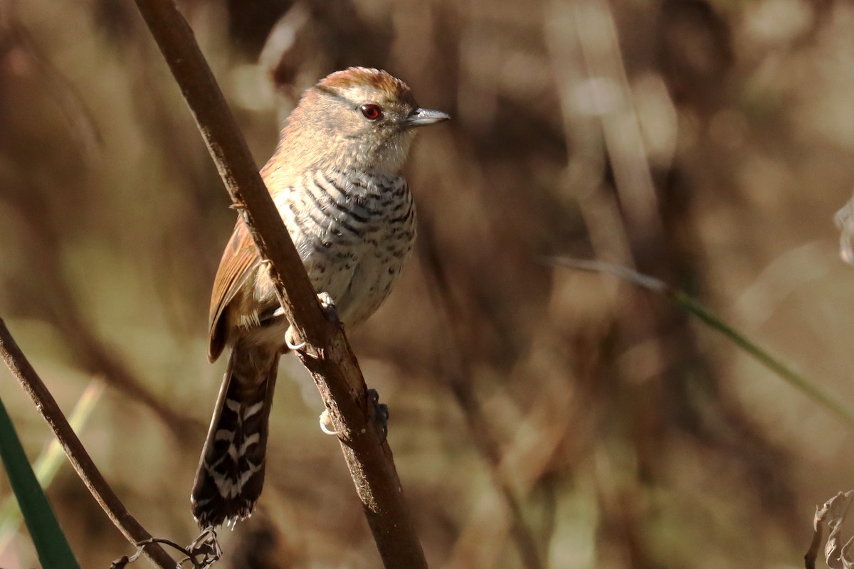 Rufous-capped Antshrike - ML623881665