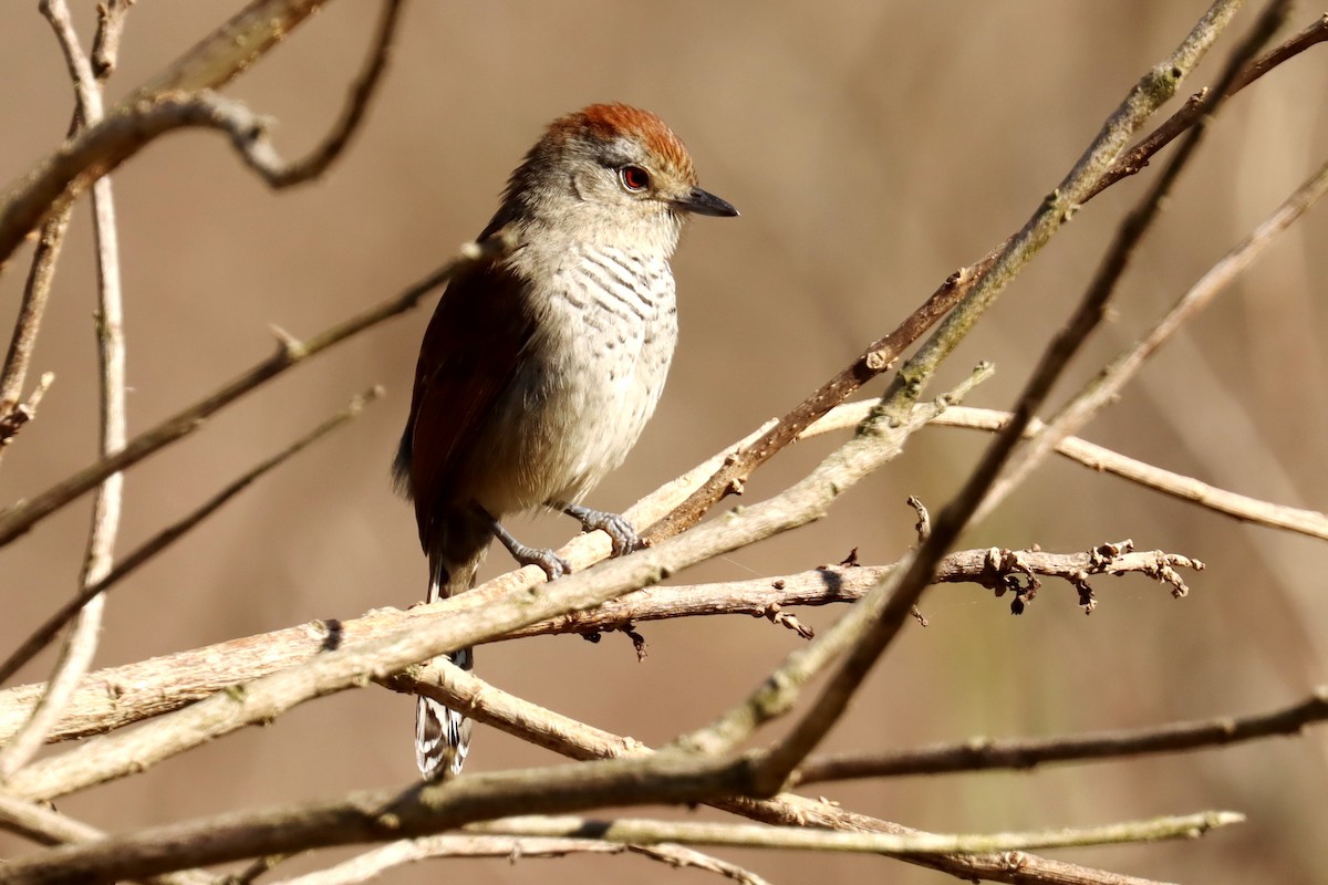 Rufous-capped Antshrike - ML623881666