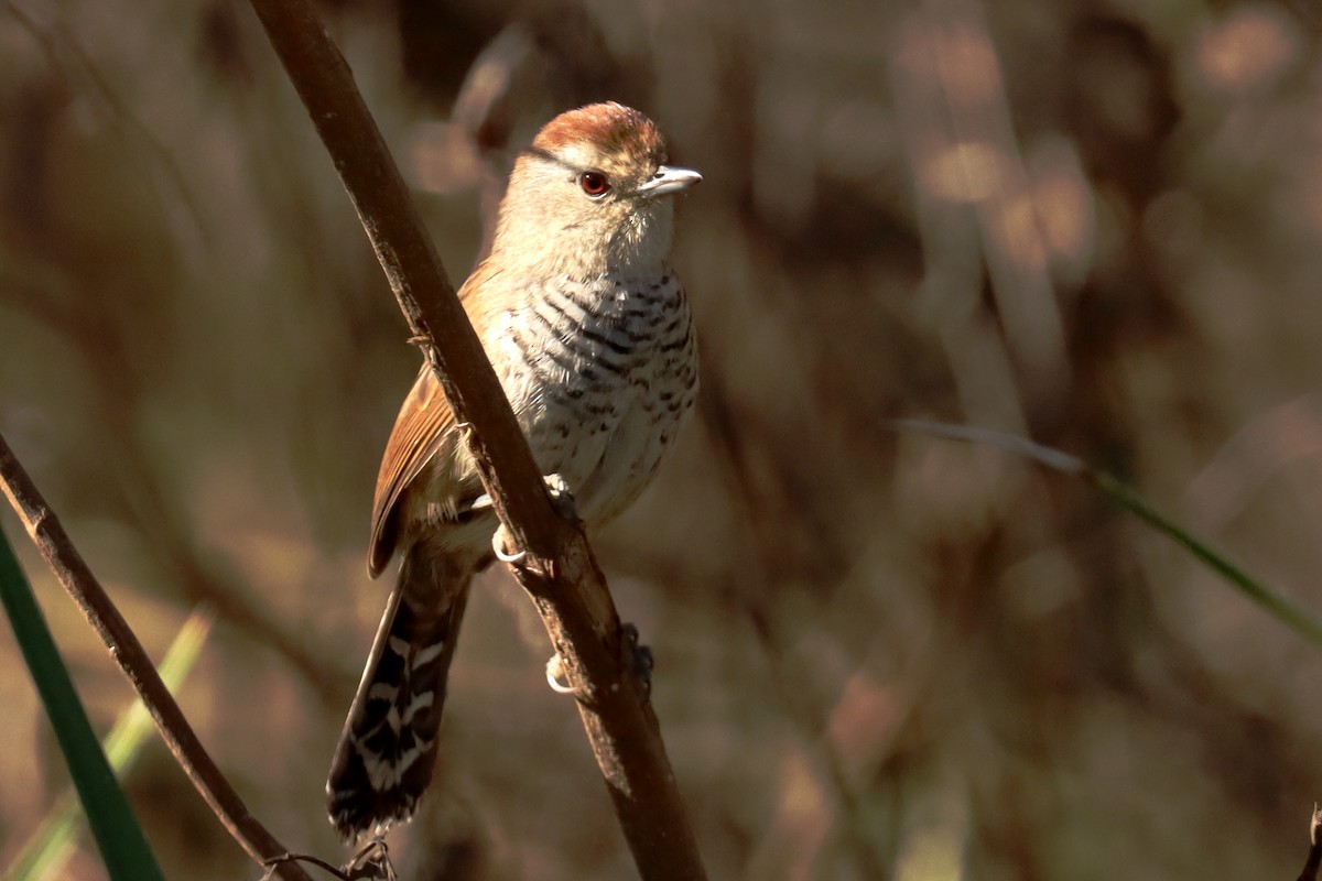 Rufous-capped Antshrike - ML623881667