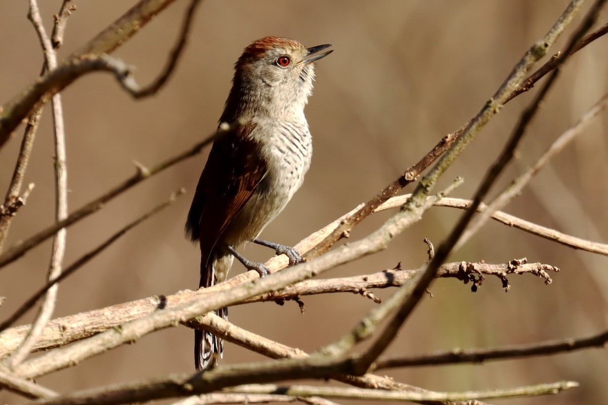 Rufous-capped Antshrike - ML623881668