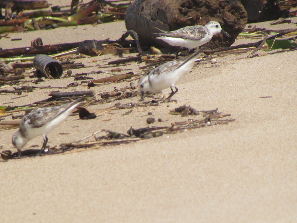 Sanderling - ML623881669