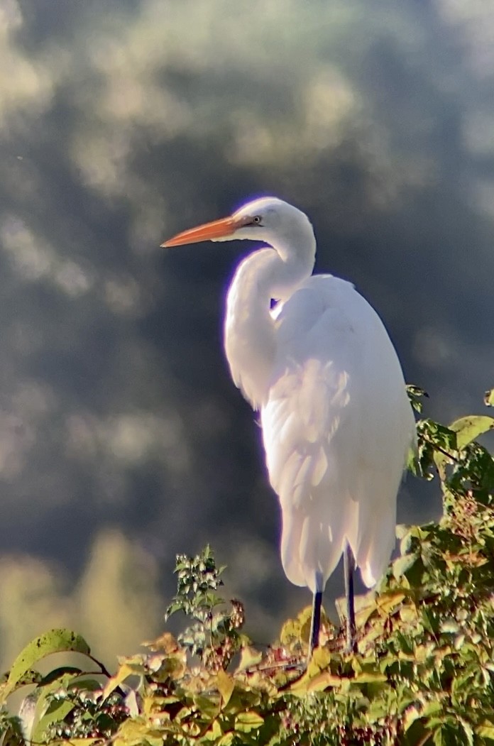 Great Egret - ML623881680