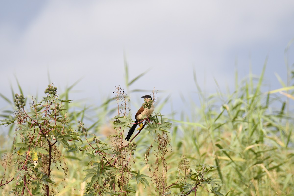 White-browed Coucal - ML623881687