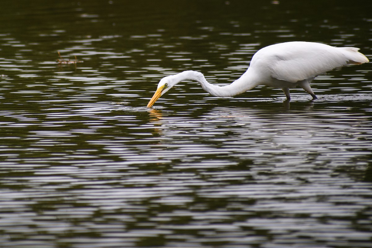 Great Egret - ML623881692