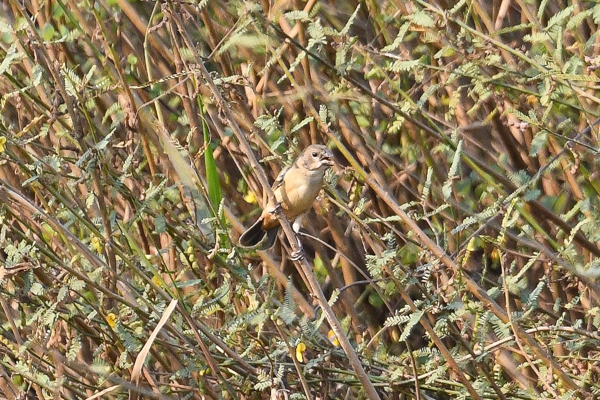 White-bellied Seedeater - ML623881742