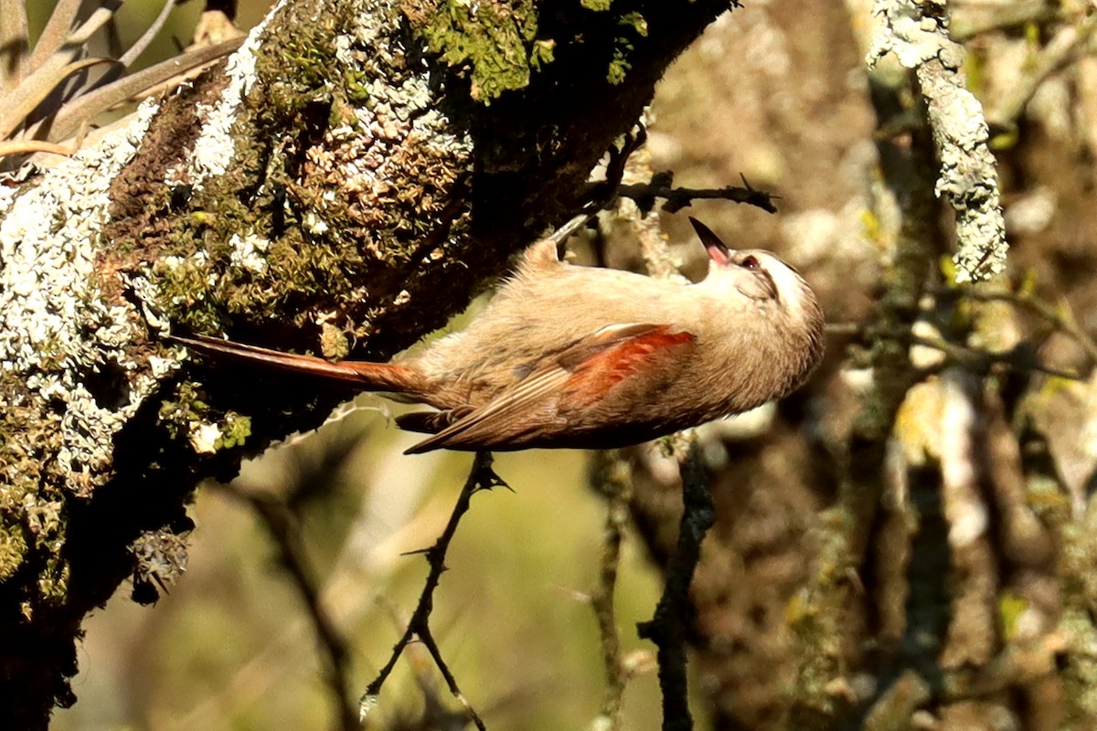 Stripe-crowned Spinetail - ML623881750