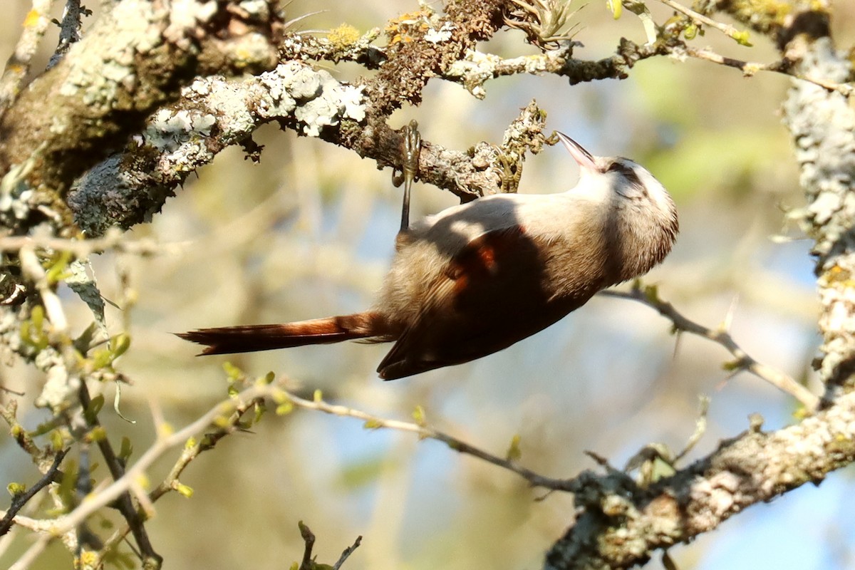 Stripe-crowned Spinetail - ML623881751