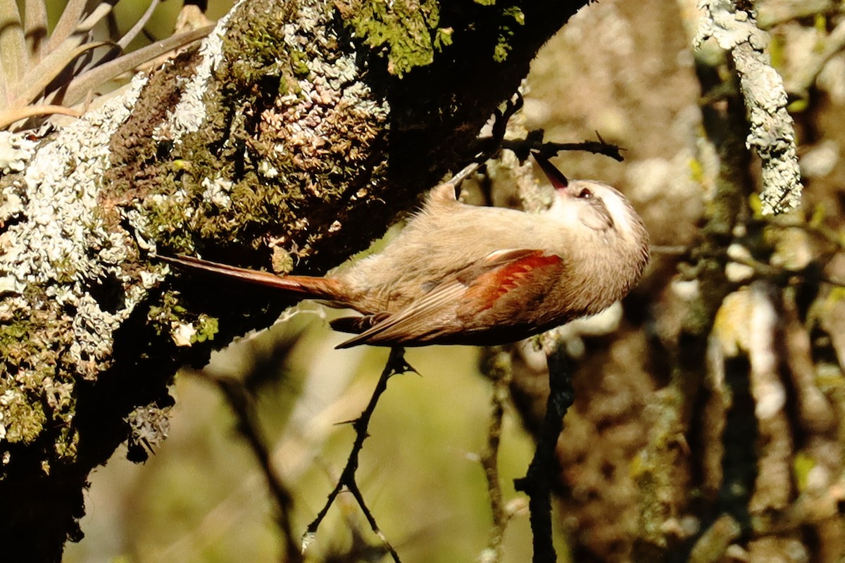 Stripe-crowned Spinetail - ML623881752