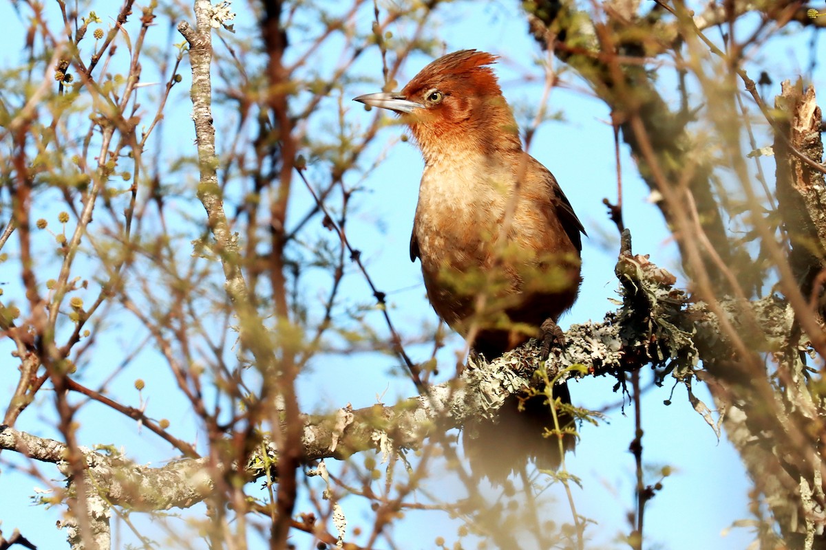 Brown Cacholote - ML623881758