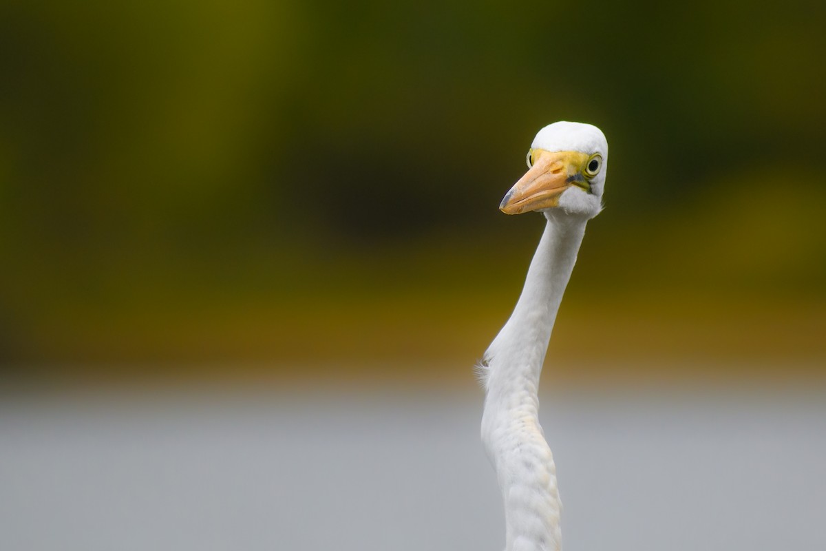 Great Egret - ML623881787