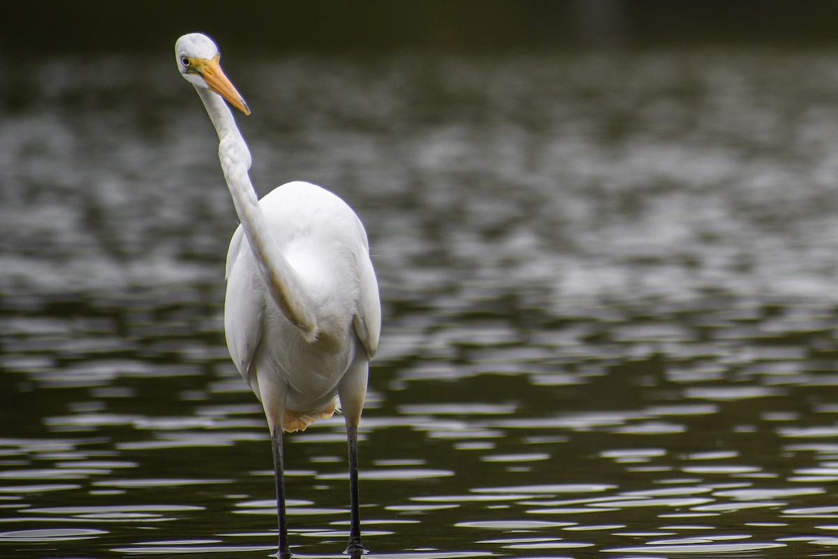 Great Egret - ML623881788