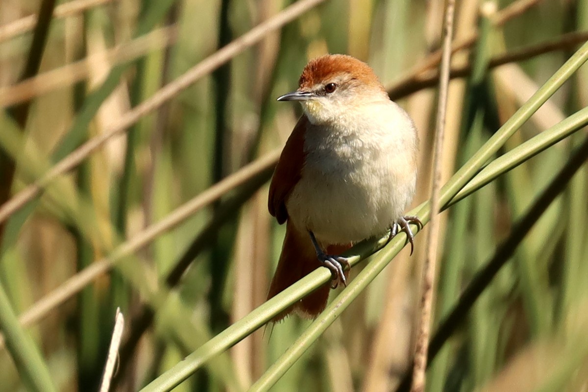 Yellow-chinned Spinetail - ML623881789