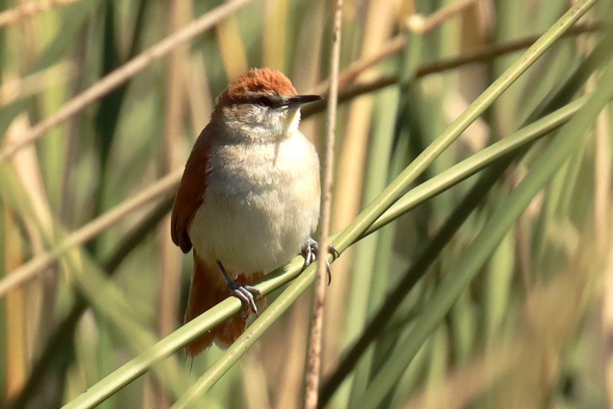 Yellow-chinned Spinetail - ML623881790