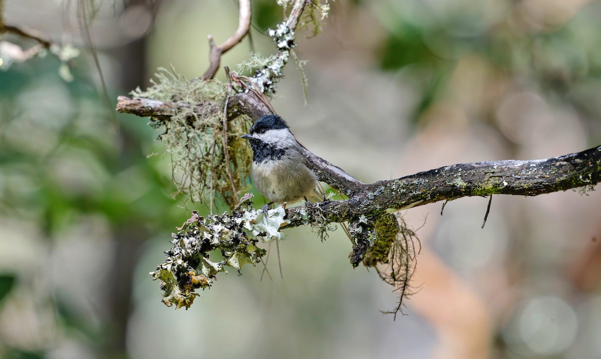 Mexican Chickadee - ML623881798