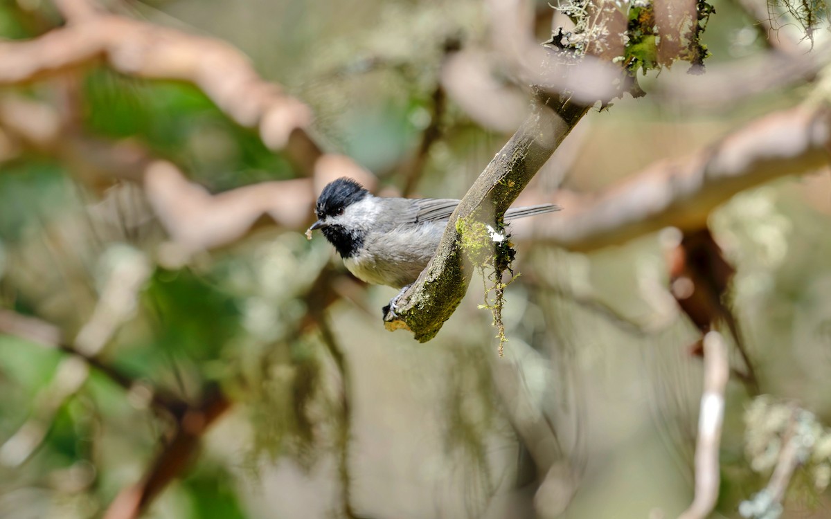 Mexican Chickadee - Rolando Tomas Pasos Pérez