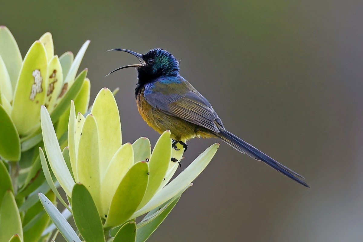 Orange-breasted Sunbird - ML623881815