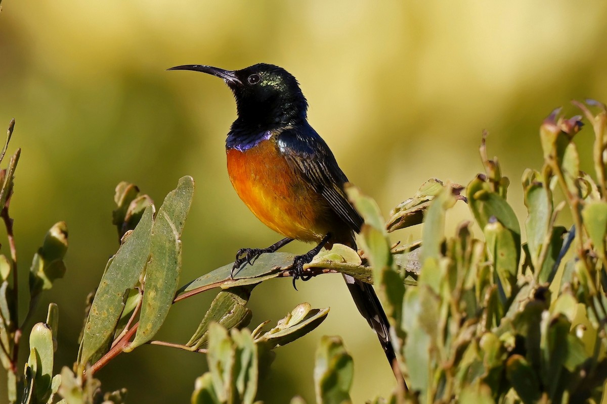 Orange-breasted Sunbird - ML623881816