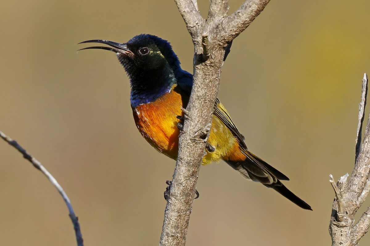 Orange-breasted Sunbird - ML623881817