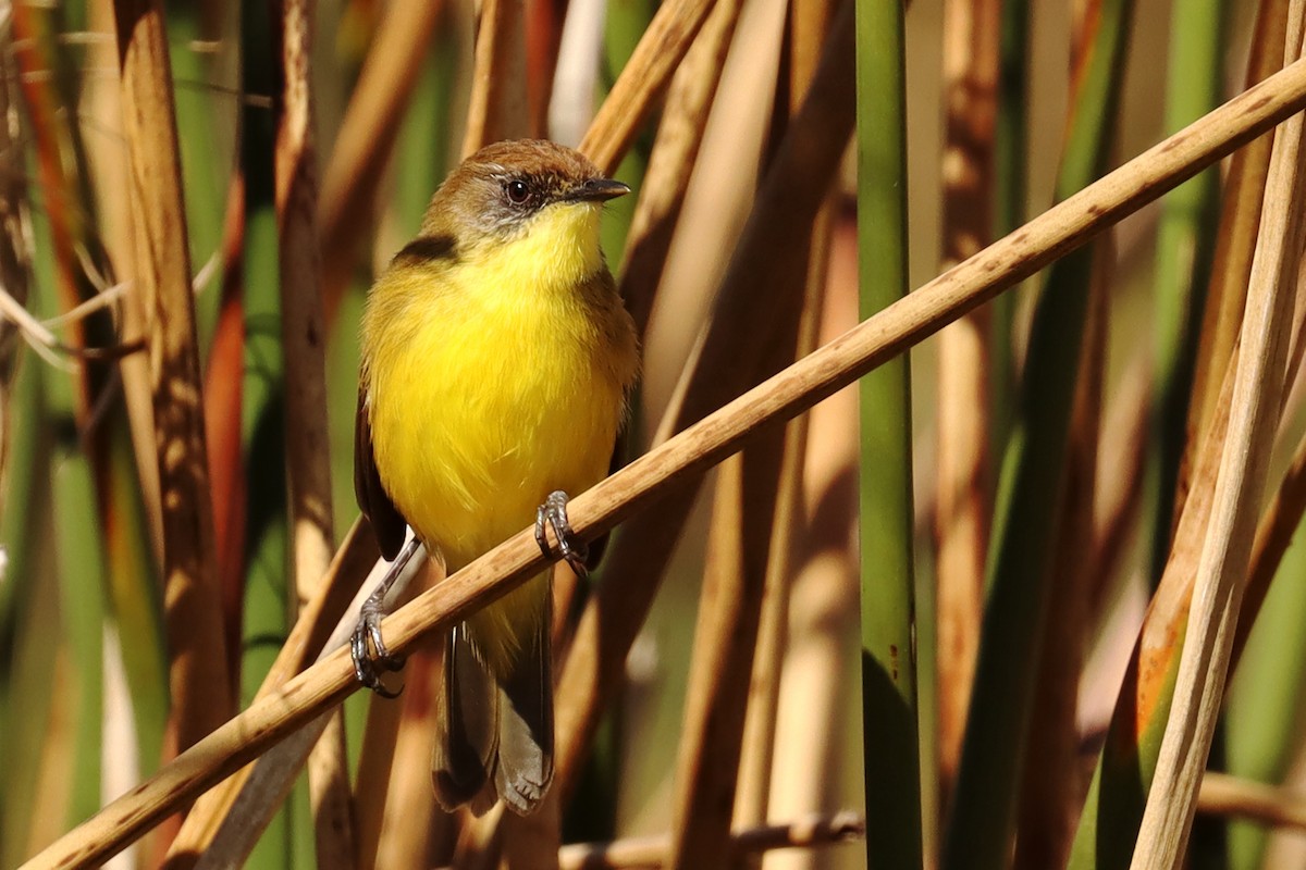 Warbling Doradito - ML623881821