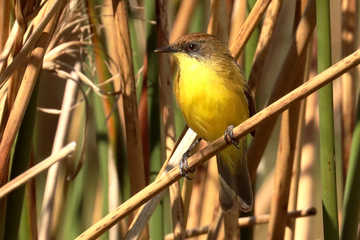 Warbling Doradito - ML623881823