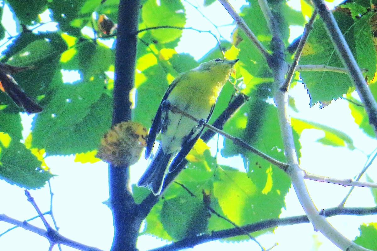 Yellow-throated Vireo - ML623881830