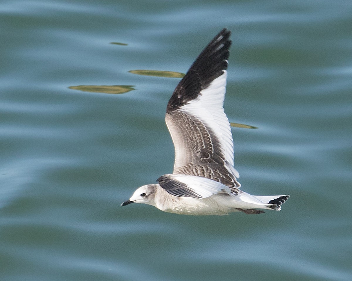 Sabine's Gull - ML623881831