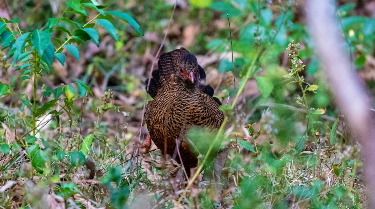 Red Spurfowl - ML623881838