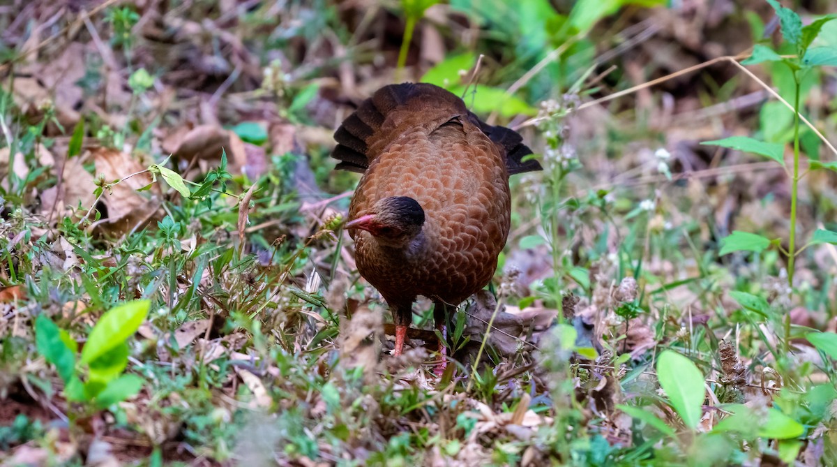 Red Spurfowl - ML623881839