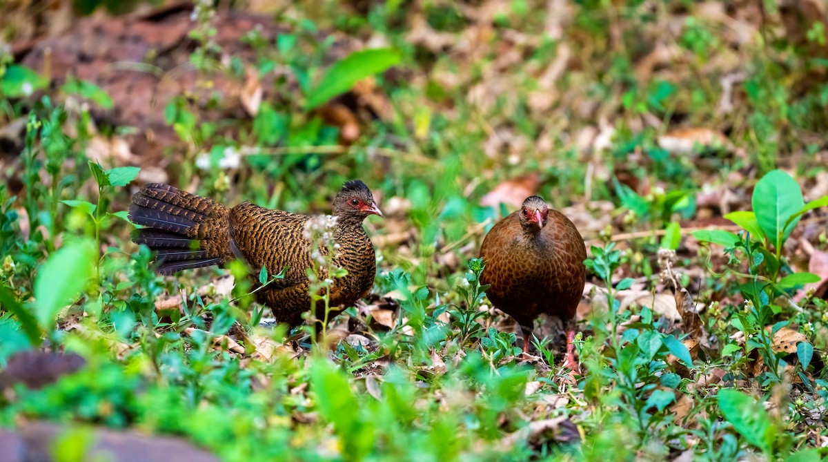 Red Spurfowl - ML623881840